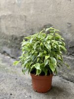Zdjęcie Ficus benjamina Kinky w kategorii rośliny, ujęcie 3