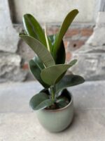 Zdjęcie Ficus elastica Cloe w kategorii rośliny, ujęcie 1