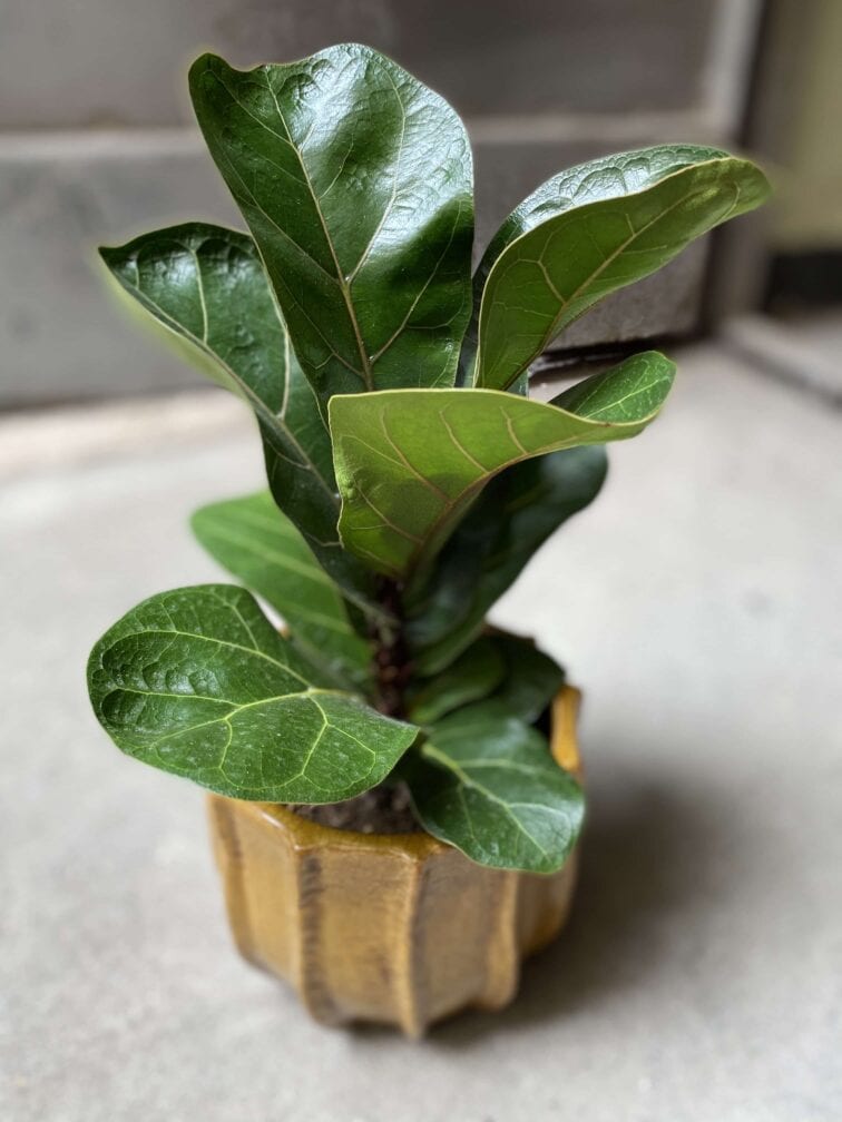 ficus-lyrata-bambino_12x30-0.jpg Zdjęcie Ficus lyrata bambino w kategorii rośliny, ujęcie 1