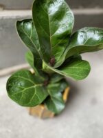 Zdjęcie Ficus lyrata bambino w kategorii rośliny, ujęcie 2