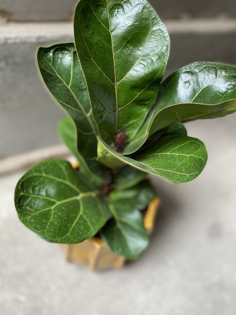 Zdjęcie Ficus lyrata bambino w kategorii rośliny, ujęcie 2