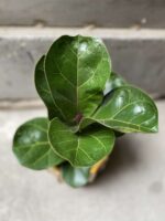 Zdjęcie Ficus lyrata bambino w kategorii rośliny, ujęcie 3