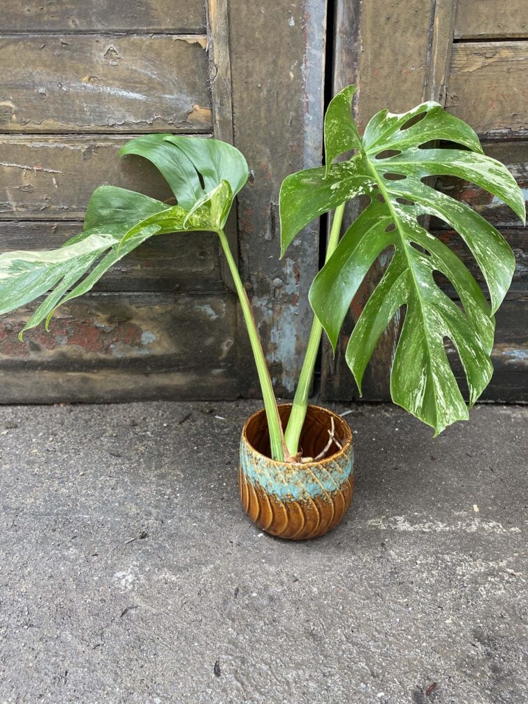 monstera-variegata-sadzonka-cieta-szczytowa_0x0-0.jpg Zdjęcie rośliny Monstera variegata - sadzonka cięta szczytowa, ujęcie 1