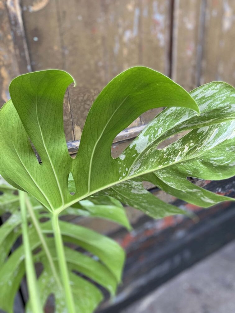 Zdjęcie rośliny Monstera variegata - sadzonka cięta szczytowa, ujęcie 5