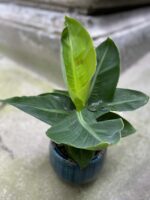 Zdjęcie Musa tropicana w kategorii rośliny, ujęcie 2