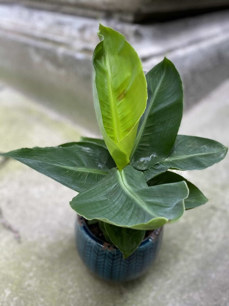 Zdjęcie Musa tropicana w kategorii rośliny, ujęcie 2