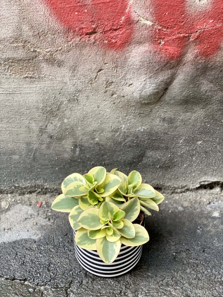 peperomia-obtipan-bicolor_12x20-0.jpg Zdjęcie Peperomia obtipan bicolor w kategorii rośliny, ujęcie 1