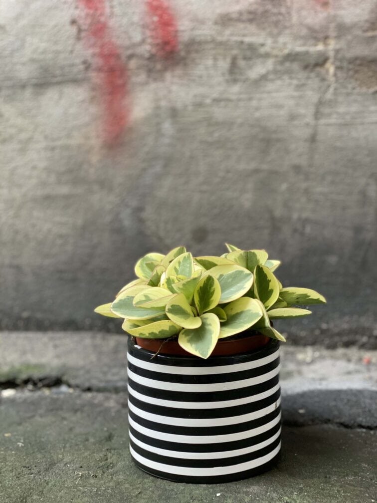 Zdjęcie Peperomia obtipan bicolor w kategorii rośliny, ujęcie 2