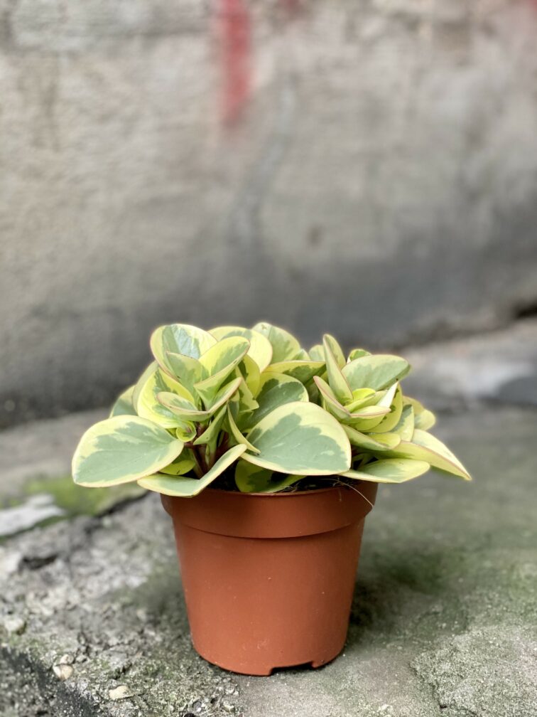 Zdjęcie Peperomia obtipan bicolor w kategorii rośliny, ujęcie 3