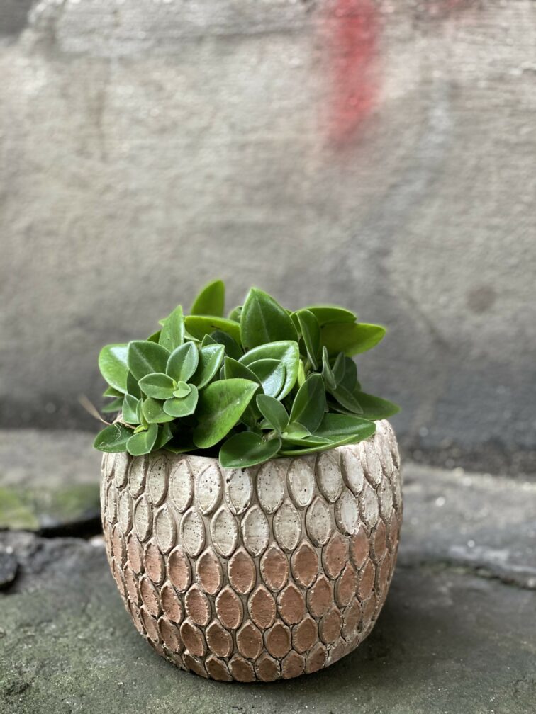 Zdjęcie Peperomia Pixie w kategorii rośliny, ujęcie 1