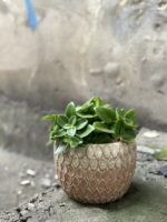 Zdjęcie Peperomia Pixie w kategorii rośliny, ujęcie 2