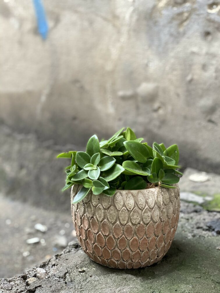 Zdjęcie Peperomia Pixie w kategorii rośliny, ujęcie 2