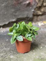 Zdjęcie Peperomia Pixie w kategorii rośliny, ujęcie 3