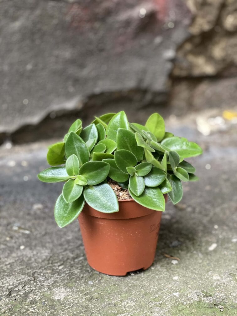 Zdjęcie Peperomia Pixie w kategorii rośliny, ujęcie 3