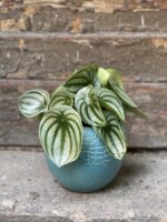 Zdjęcie Peperomia Watermelon w kategorii rośliny, ujęcie 1