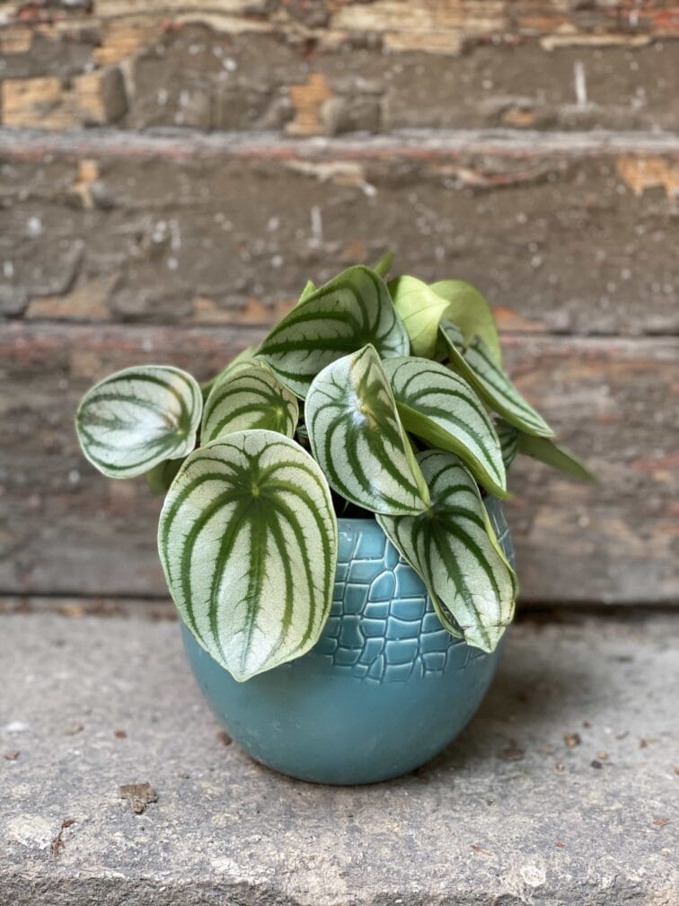 peperomia-watermelon_12x20-0.jpg Zdjęcie Peperomia Watermelon w kategorii rośliny, ujęcie 1
