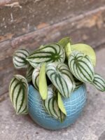 Zdjęcie Peperomia Watermelon w kategorii rośliny, ujęcie 2