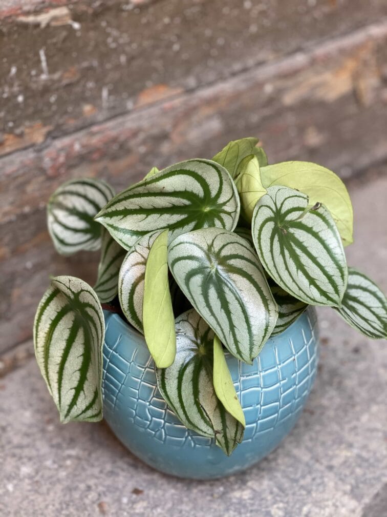 Zdjęcie Peperomia Watermelon w kategorii rośliny, ujęcie 2