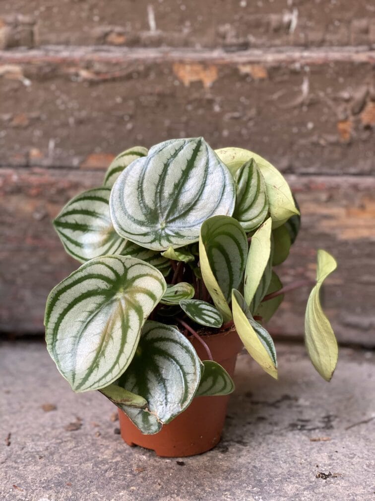 Zdjęcie Peperomia Watermelon w kategorii rośliny, ujęcie 3