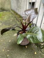 Zdjęcie Philodendron Black Cardinal w kategorii rośliny, ujęcie 1