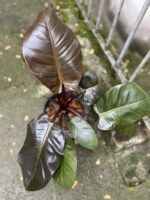 Zdjęcie Philodendron Black Cardinal w kategorii rośliny, ujęcie 2