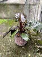Zdjęcie Philodendron Black Cardinal w kategorii rośliny, ujęcie 3