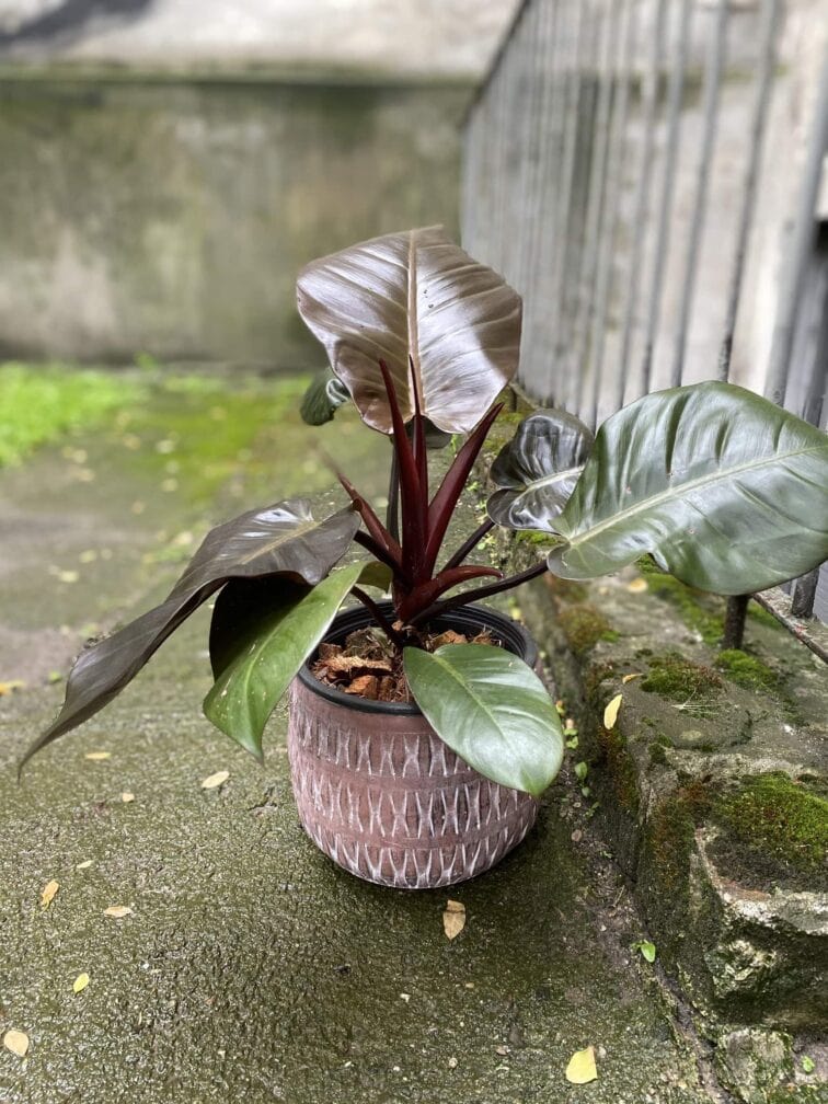 Zdjęcie Philodendron Black Cardinal w kategorii rośliny, ujęcie 3