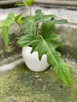 Zdjęcie Philodendron Golden Dragon w kategorii rośliny, ujęcie 1