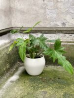 Zdjęcie Philodendron Golden Dragon w kategorii rośliny, ujęcie 2