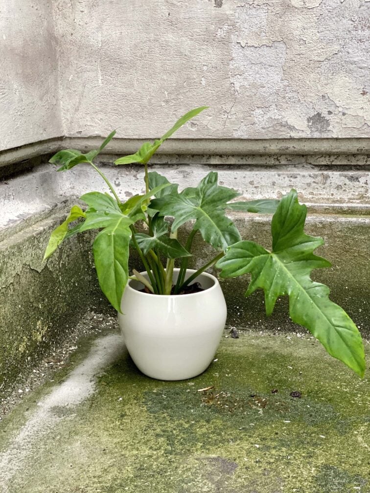 Zdjęcie Philodendron Golden Dragon w kategorii rośliny, ujęcie 2