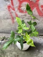 Zdjęcie Philodendron Golden Dragon w kategorii rośliny, ujęcie 3