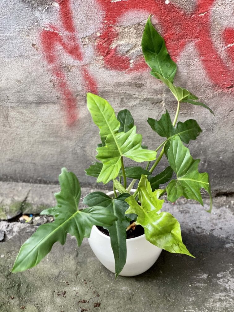 Zdjęcie Philodendron Golden Dragon w kategorii rośliny, ujęcie 3