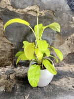 Zdjęcie Philodendron Malay Gold w kategorii rośliny, ujęcie 1