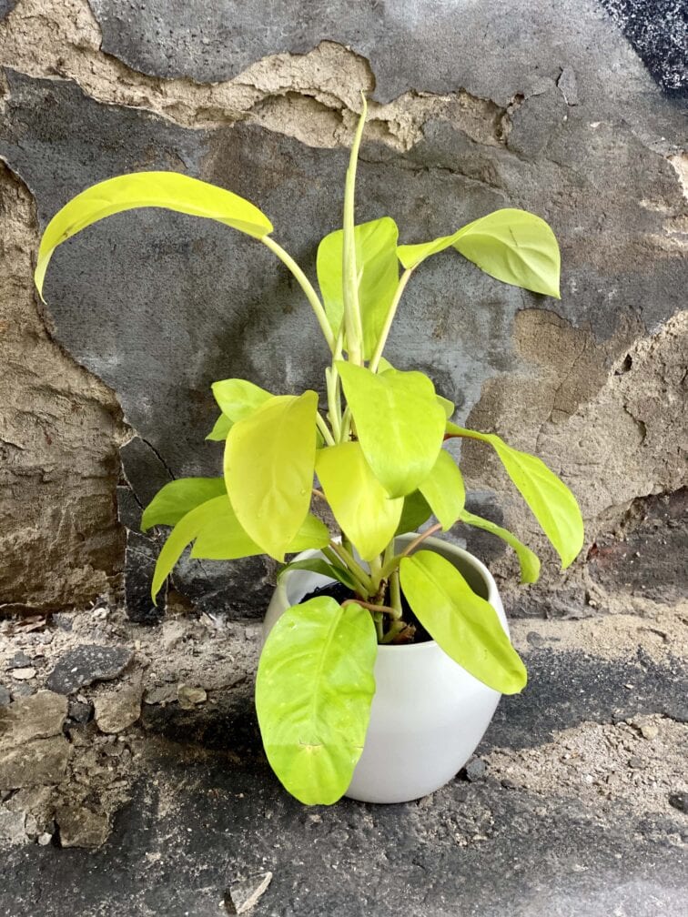 Zdjęcie Philodendron Malay Gold w kategorii rośliny, ujęcie 1