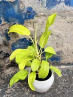 Zdjęcie Philodendron Malay Gold w kategorii rośliny, ujęcie 2