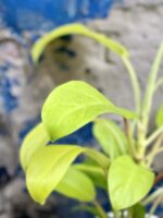 Zdjęcie Philodendron Malay Gold w kategorii rośliny, ujęcie 3
