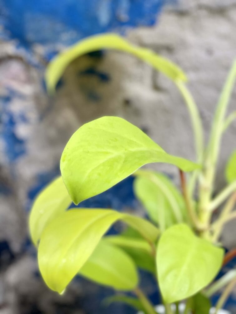 Zdjęcie Philodendron Malay Gold w kategorii rośliny, ujęcie 3