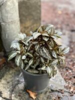 Zdjęcie Pilea Silver Tree w kategorii rośliny, ujęcie 1