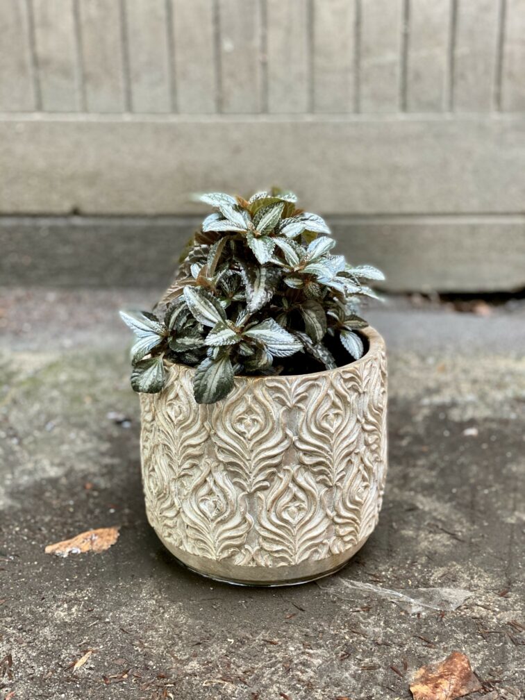 Zdjęcie Pilea Silver Tree w kategorii rośliny, ujęcie 2