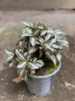 Zdjęcie Pilea Silver Tree w kategorii rośliny, ujęcie 3