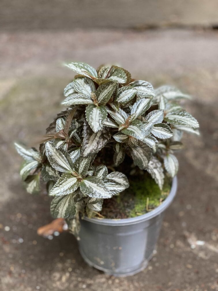 Zdjęcie Pilea Silver Tree w kategorii rośliny, ujęcie 3