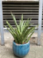 Zdjęcie Sansevieria Pineapple w kategorii rośliny, ujęcie 1