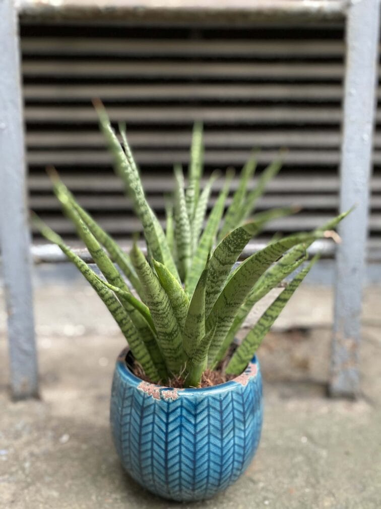 sansevieria-pineapple_12x40-0.jpg Zdjęcie Sansevieria Pineapple w kategorii rośliny, ujęcie 1