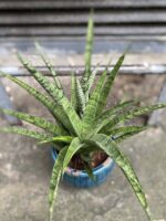 Zdjęcie Sansevieria Pineapple w kategorii rośliny, ujęcie 2