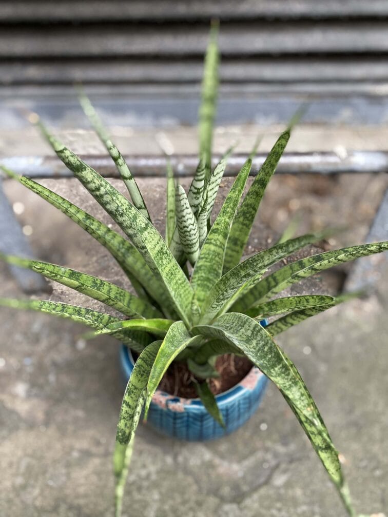 Zdjęcie Sansevieria Pineapple w kategorii rośliny, ujęcie 2