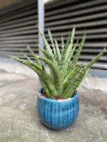 Zdjęcie Sansevieria Pineapple w kategorii rośliny, ujęcie 3