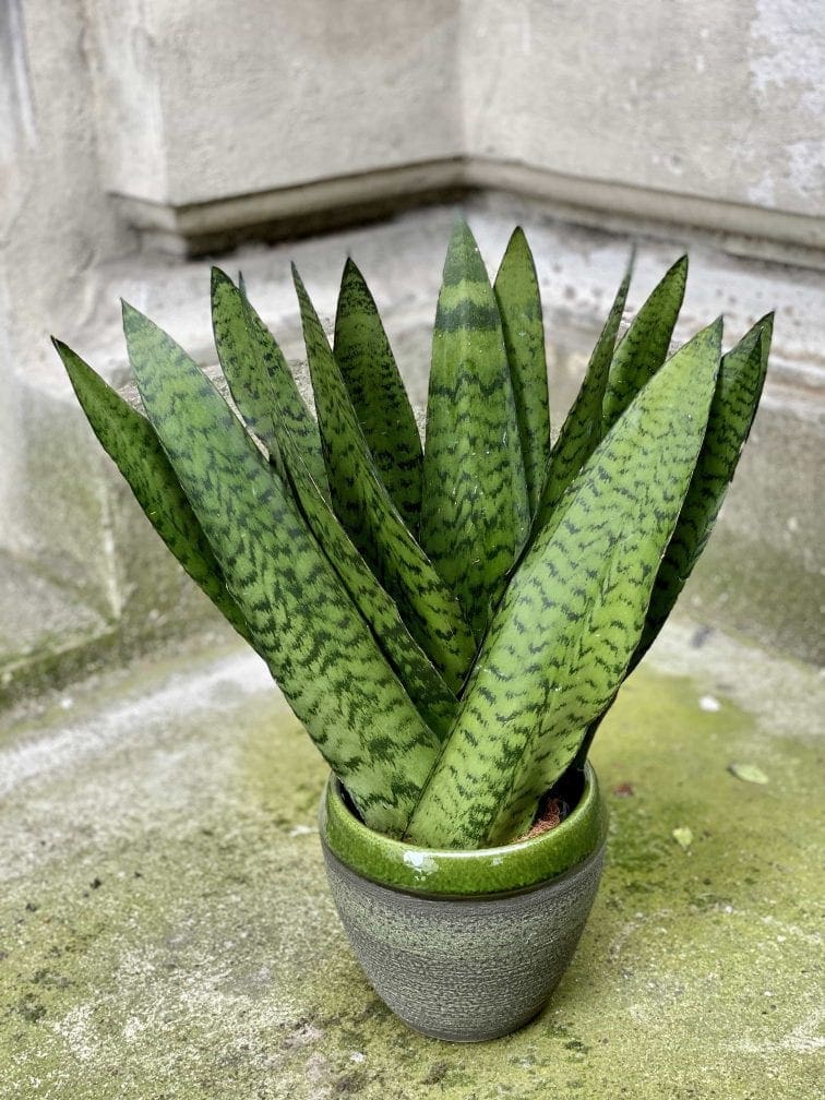 sansevieria-zeylanica-fan_14x50-0.jpg Zdjęcie Sansevieria Zeylanica Fan w kategorii rośliny, ujęcie 1