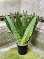 Zdjęcie Sansevieria Zeylanica Fan w kategorii rośliny, ujęcie 3