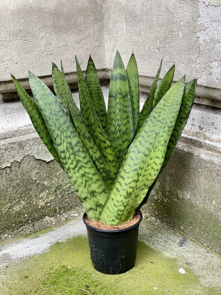 Zdjęcie Sansevieria Zeylanica Fan w kategorii rośliny, ujęcie 3