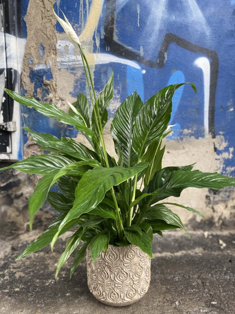 Zdjęcie Spathiphyllum (Skrzydłokwiat) w kategorii rośliny, ujęcie 1